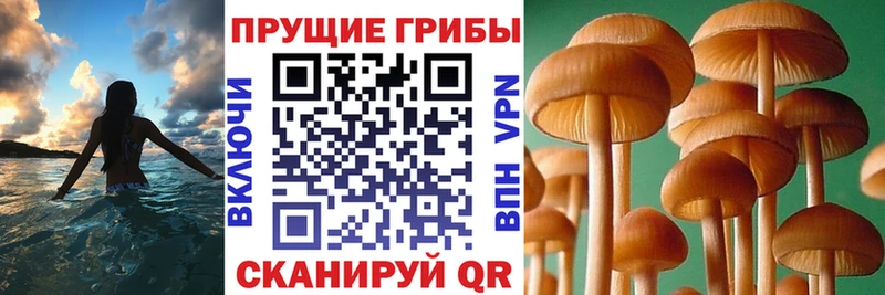 где продают наркотики  Северо-Курильск  Галлюциногенные грибы Cubensis 